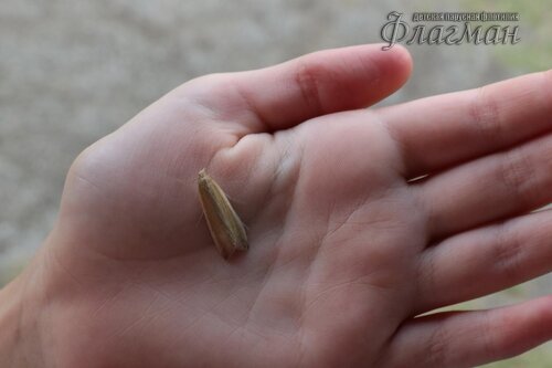 Берег весёлых Робинзонов 2017